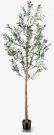 PLT16bb-Olive Tree, approx. 5′ tall