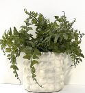 PL46b-Fern in white bubble pot