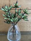 PLS05b-Floral Stems, 4pc Aloe Branches