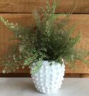 PL02-Fern in Starfish Shell Vase