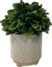 PL23-Leafy Greens in Chevron Pot