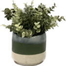 PL23a-Mini Eucalyptus, Ombré pot