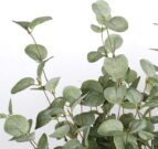 PLS20aa-Silk Silver Dollar, Eucalyptus Stem