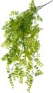 PLS15d-Weeping Vine Stems, 2pc.