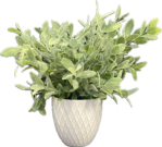 PL10b-Diamond Pot w/weeping greens