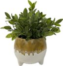 PL10d-Yellow Drip Pot, weeping greens